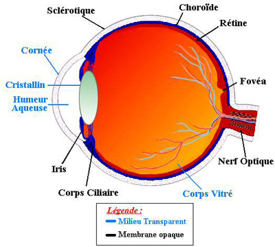 L'oeil